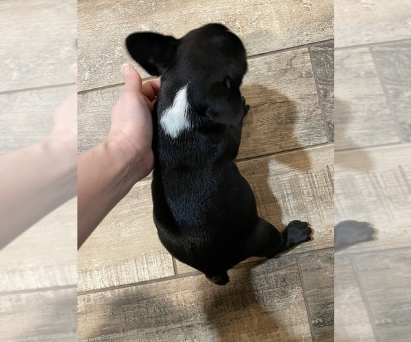 Medium Photo #24 French Bulldog Puppy For Sale in LILLINGTON, NC, USA