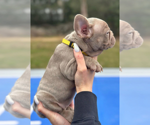 French Bulldog Puppy for sale in BROOKSVILLE, FL, USA