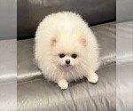 Small Photo #14 Pomeranian Puppy For Sale in RESEDA, CA, USA