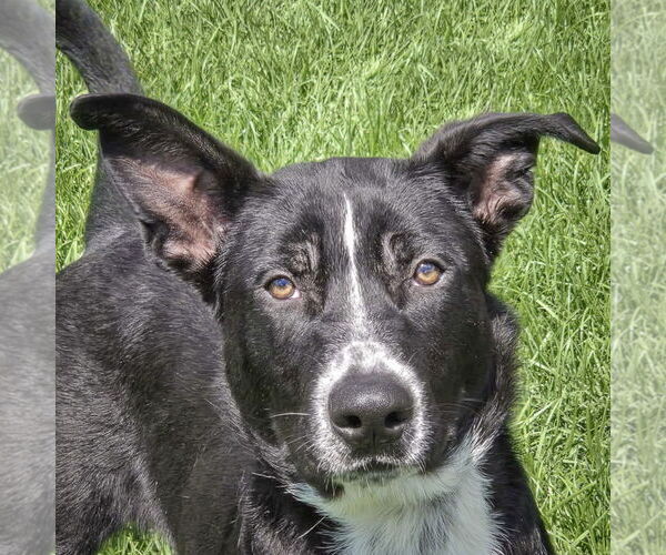 Medium Photo #1 Border Collie-Unknown Mix Puppy For Sale in Huntley, IL, USA