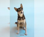 Small #5 Siberian Husky Mix