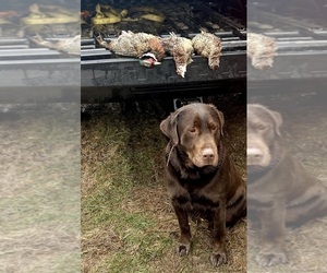 Father of the Labrador Retriever puppies born on 06/20/2025