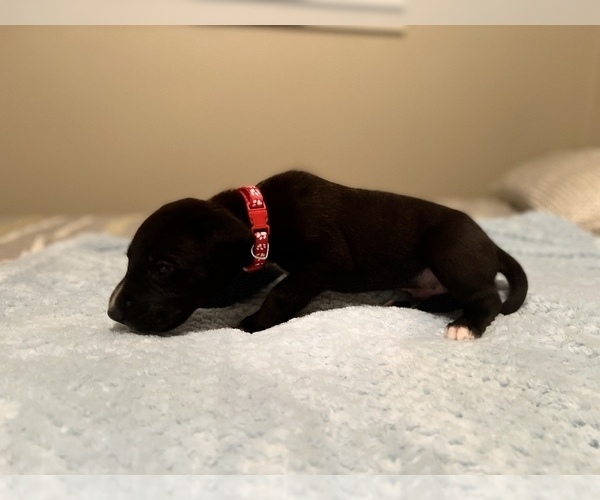 Medium Photo #4 Great Dane Puppy For Sale in SALEM, OR, USA