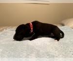 Small Photo #4 Great Dane Puppy For Sale in SALEM, OR, USA