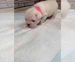 Small Photo #2 Olde English Bulldogge Puppy For Sale in FAYETTEVILLE, TN, USA