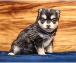 Small #8 Pomsky