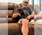 Small Photo #28 Cane Corso Puppy For Sale in REEVESVILLE, SC, USA