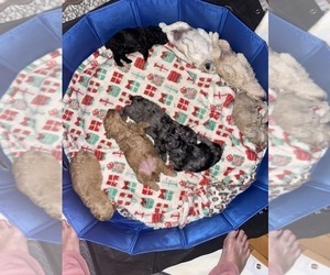 Poodle (Miniature) Litter for sale in SILVER SPRING, MD, USA