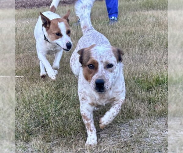 Medium Photo #3 Mutt Puppy For Sale in Spring Lake, NC, USA