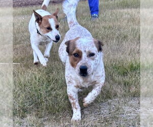 Chunk Norris - Male Mutt Dog for Adoption - Photo #3