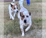 Small Photo #3 Mutt Puppy For Sale in Spring Lake, NC, USA