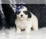 Small #5 Goldendoodle (Miniature)