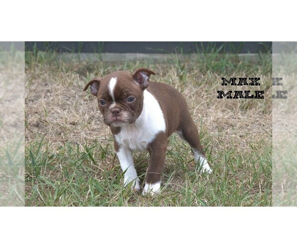 Medium Photo #15 Boston Terrier Puppy For Sale in CLARE, MI, USA