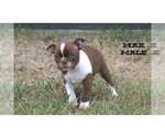 Small #14 Boston Terrier