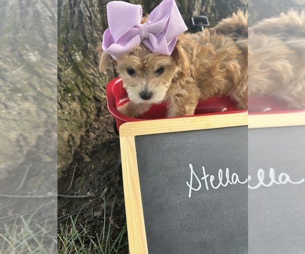 Medium Photo #4 Yo-Chon Puppy For Sale in WEST UNION, OH, USA