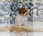 Small #2 Pomeranian-Poodle (Toy) Mix
