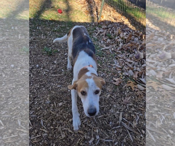 Medium Photo #5 Mutt Puppy For Sale in Rustburg, VA, USA