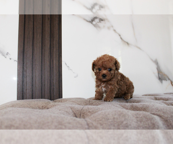 Medium Photo #1 Poodle (Toy) Puppy For Sale in PORTLAND, OR, USA