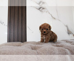 Image preview for Ad Listing. Nickname: Micro Poodle