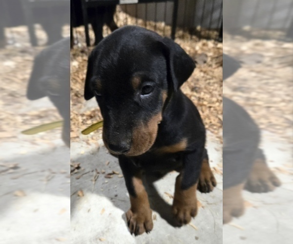 Medium Photo #9 Doberman Pinscher Puppy For Sale in BEGGS, OK, USA