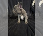 Small #6 French Bulldog