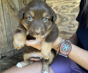 Miniature Australian Shepherd Puppy for sale in ALPENA, AR, USA