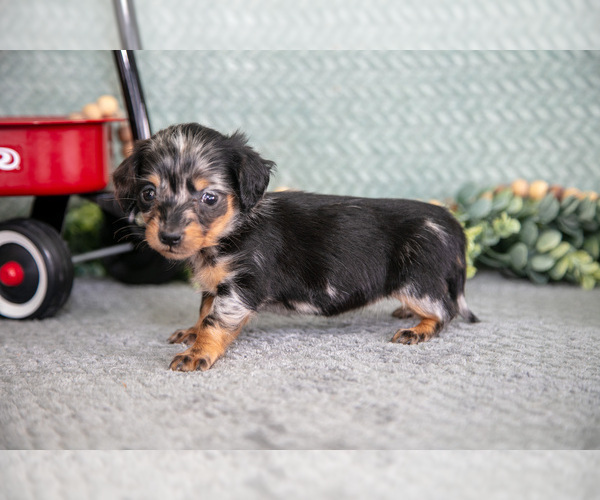 Medium Photo #6 Dachshund Puppy For Sale in ELIZABETHTOWN, PA, USA
