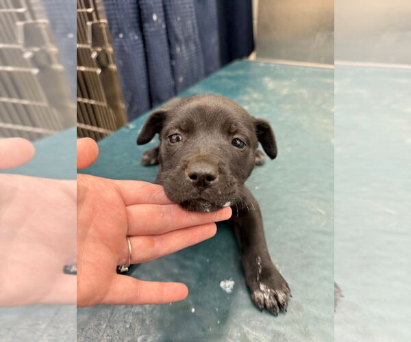 Medium Photo #1 Labrador Retriever-Unknown Mix Puppy For Sale in Mobile, AL, USA