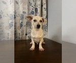Small #23 Chihuahua