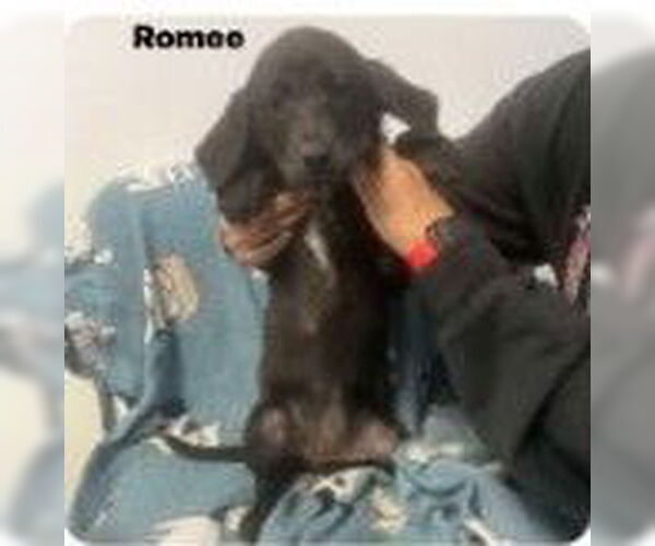 Medium Photo #3 German Shorthaired Pointer-Unknown Mix Puppy For Sale in Maquoketa, IA, USA