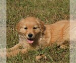 Small Golden Retriever