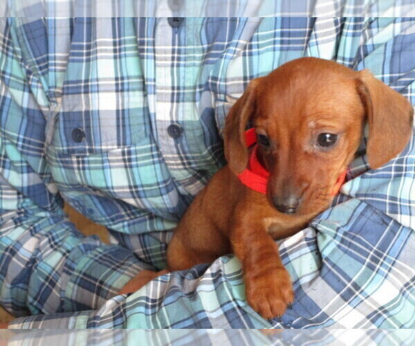 Medium Photo #2 Dachshund Puppy For Sale in OWEN, WI, USA