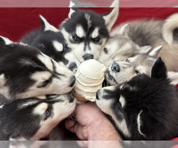 Medium Photo #1 Siberian Husky Puppy For Sale in ALTON, IL, USA