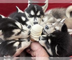 Siberian Husky Litter for sale in ALTON, IL, USA