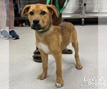 Small #2 Retriever  Mix