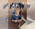 Small #2 Doberman Pinscher Mix