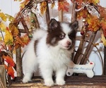 Small Photo #5 Pomsky Puppy For Sale in RAMONA, CA, USA
