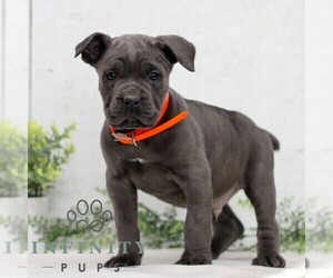Cane Corso Puppy for sale in GORDONVILLE, PA, USA