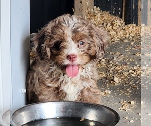 Cavapoo Puppy for sale in CARLISLE, KY, USA