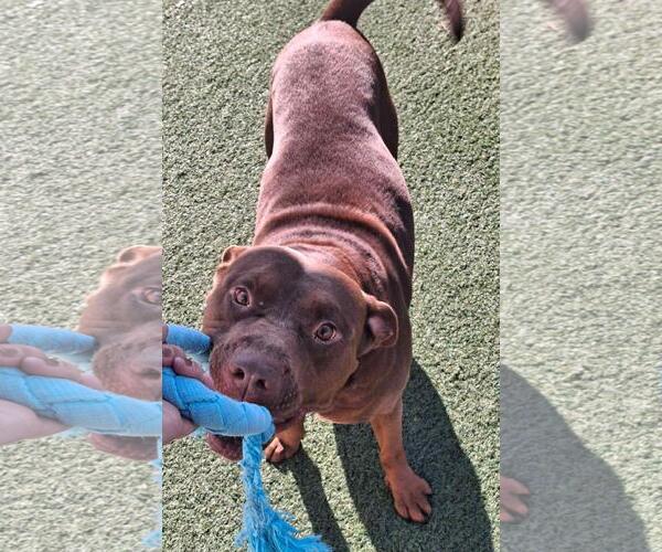 Medium Photo #5 American Pit Bull Terrier-Labrador Retriever Mix Puppy For Sale in Rockwall, TX, USA