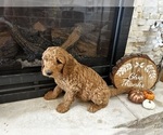 Small Photo #24 Goldendoodle Puppy For Sale in MONTROSE, CO, USA