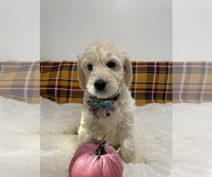Double Doodle Puppy for sale in NORTH HIGHLANDS, CA, USA