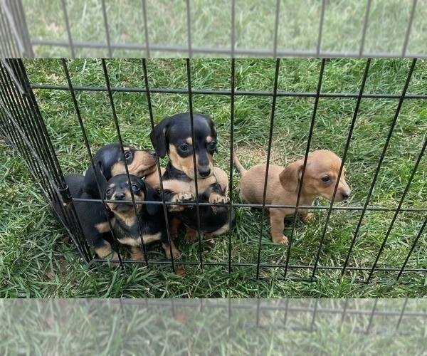 Medium Photo #3 Dachshund Puppy For Sale in CHIPPEWA FALLS, WI, USA