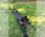 Small #5 Labrador Retriever Mix