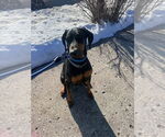 Small Doberman Pinscher