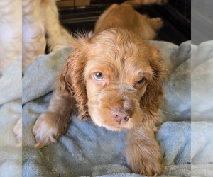 English Cocker Spaniel Puppy for sale in HOLYOKE, MA, USA
