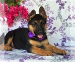 Small Photo #3 German Shepherd Dog Puppy For Sale in CHRISTIANA, PA, USA