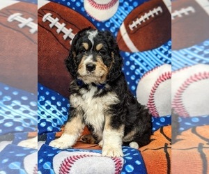 Bernedoodle Puppy for sale in DELTA, PA, USA