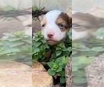 Small Photo #1 Miniature Australian Shepherd Puppy For Sale in SAINT CLAIR, MO, USA
