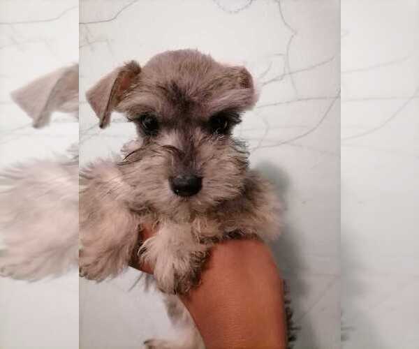 Medium Photo #7 Schnauzer (Miniature) Puppy For Sale in CORONA, CA, USA